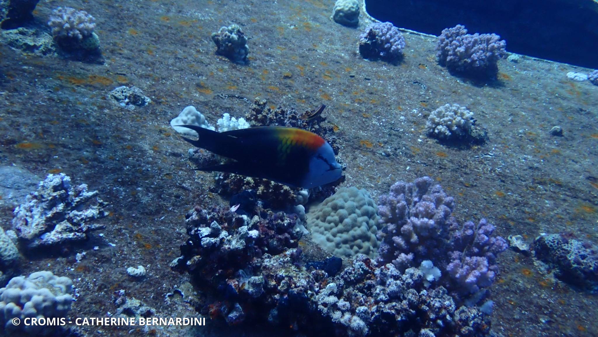 Epibule gourami
