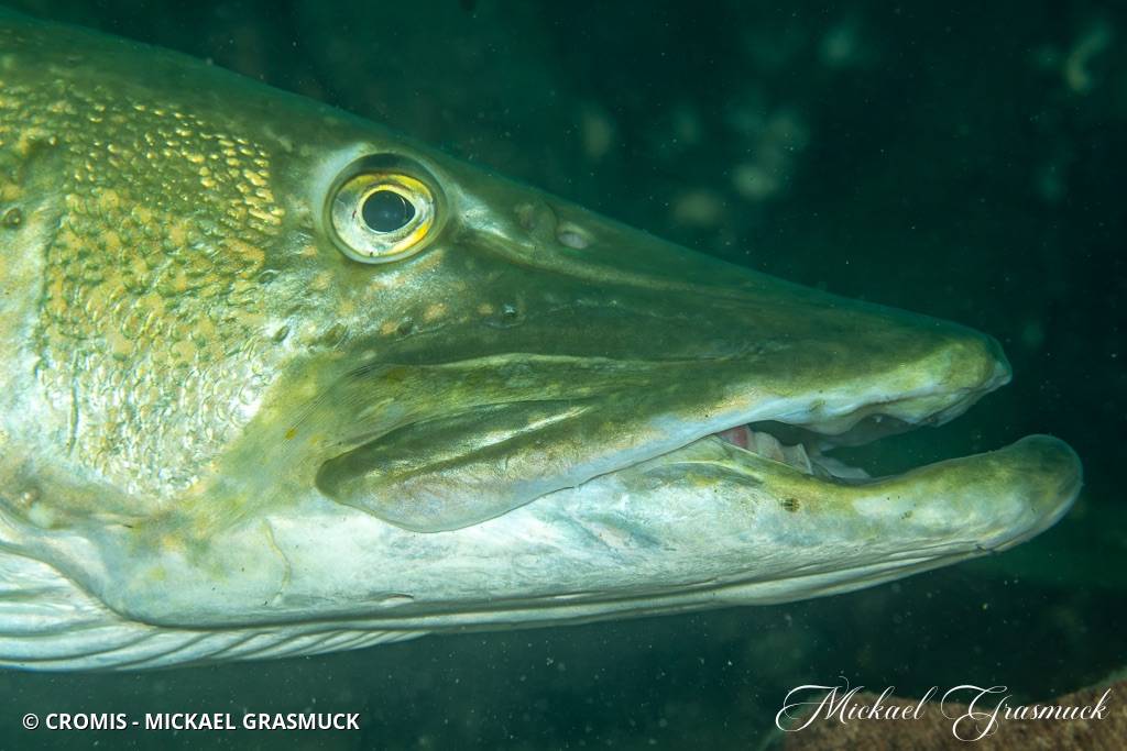 Photo 1 sur 191 : Brochet