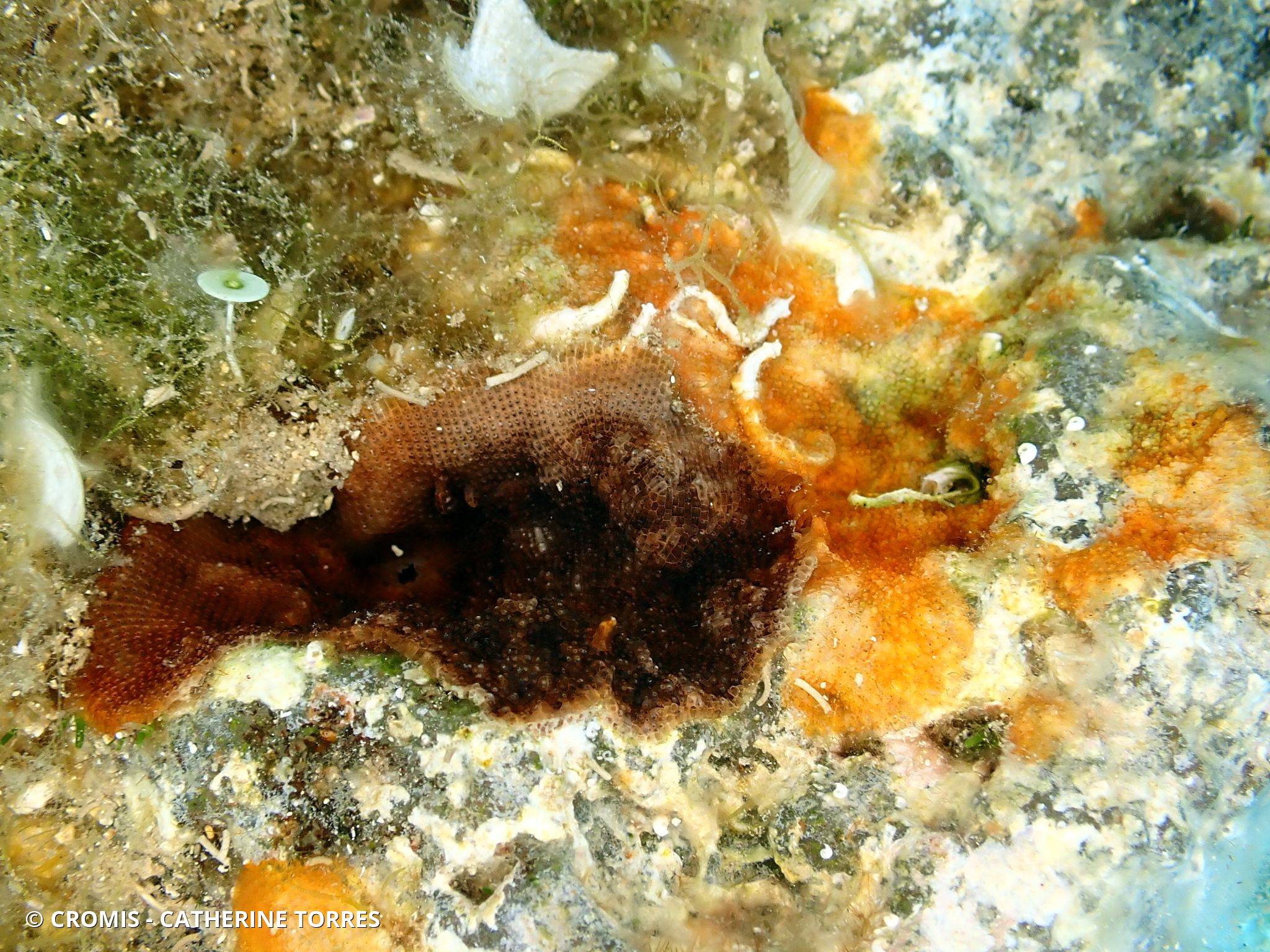 Bryozoaire encroûtant noir