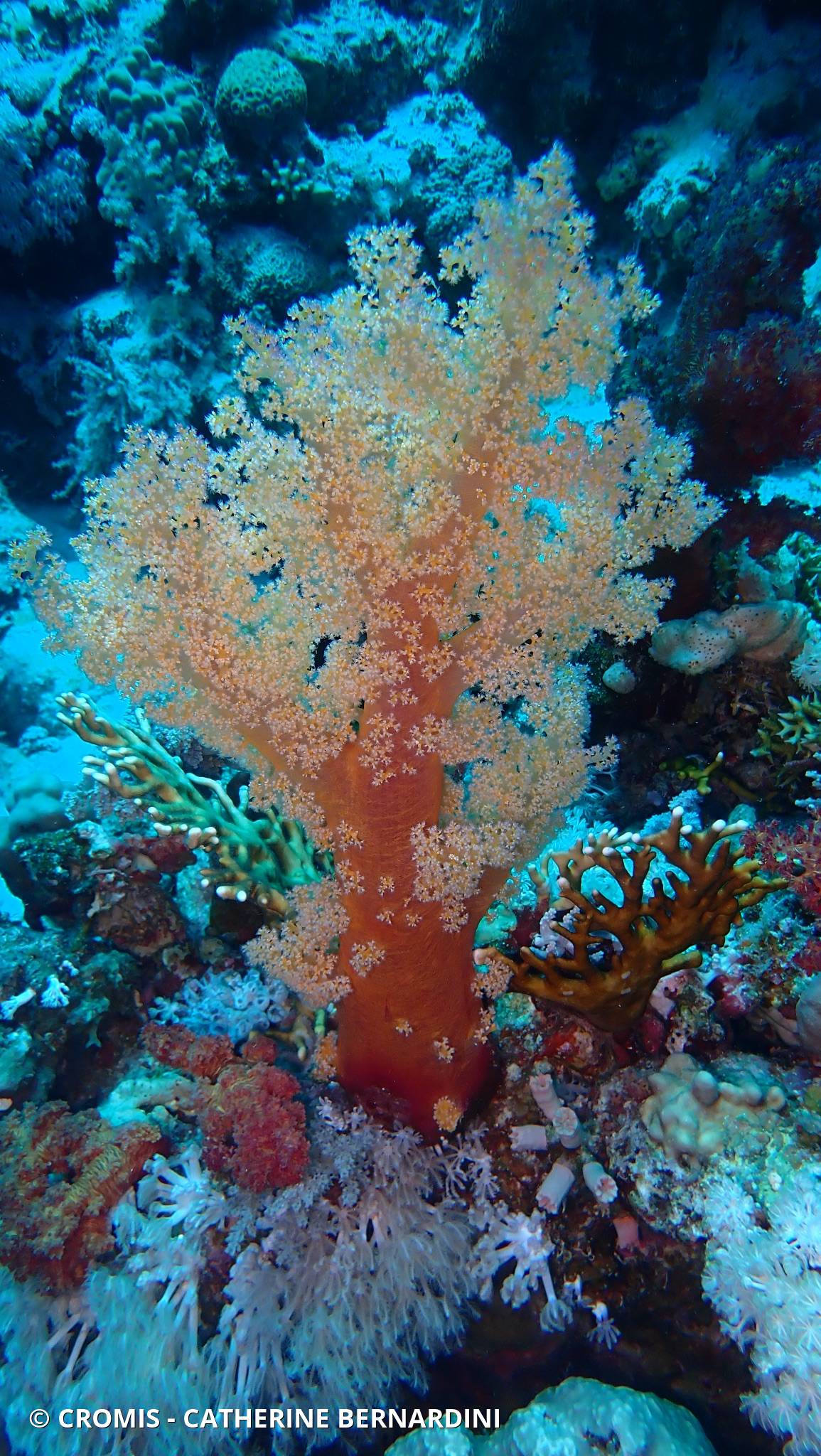 Alcyonaire lisse