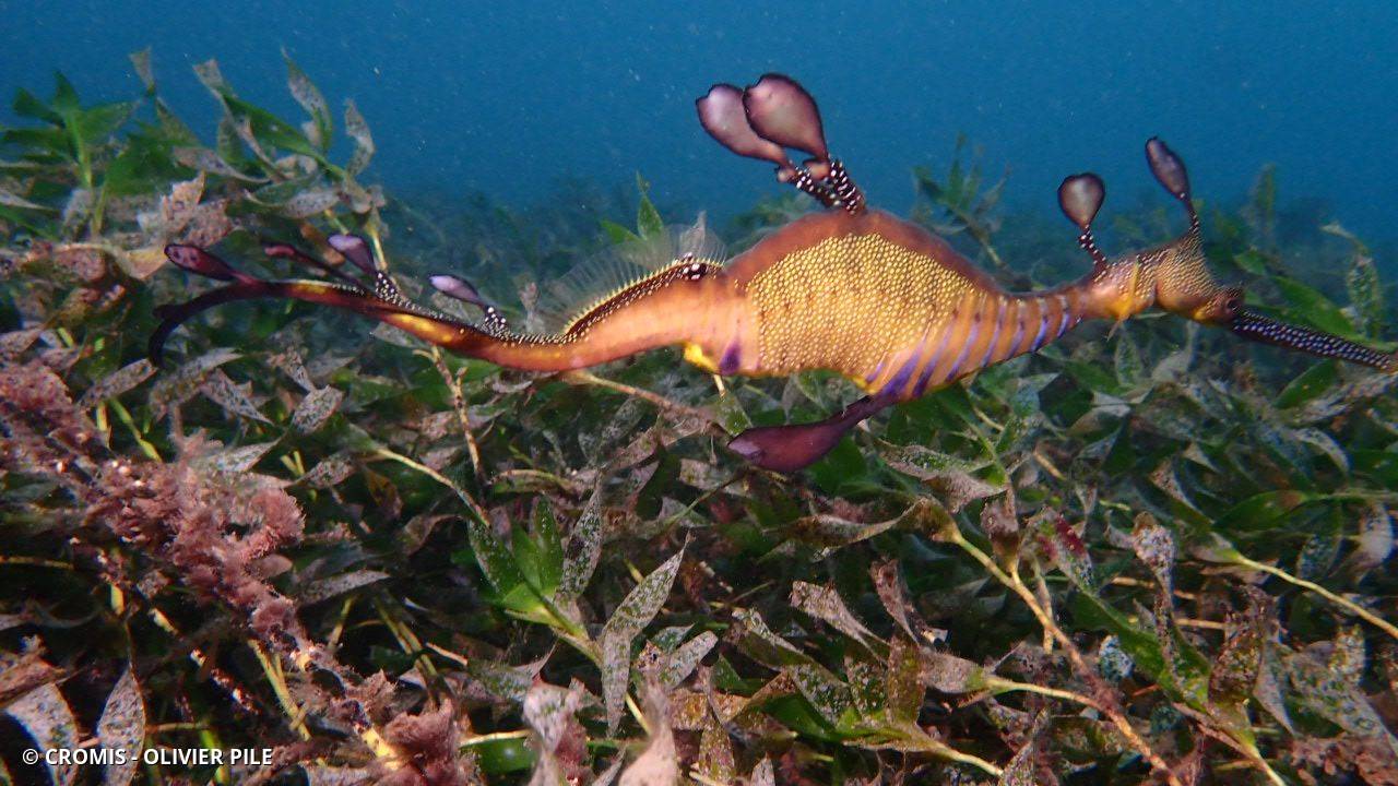 Dragon de mer bigarré
