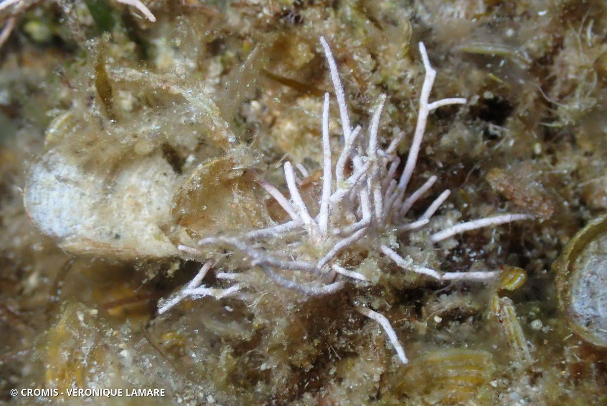 Amphiroa rigide