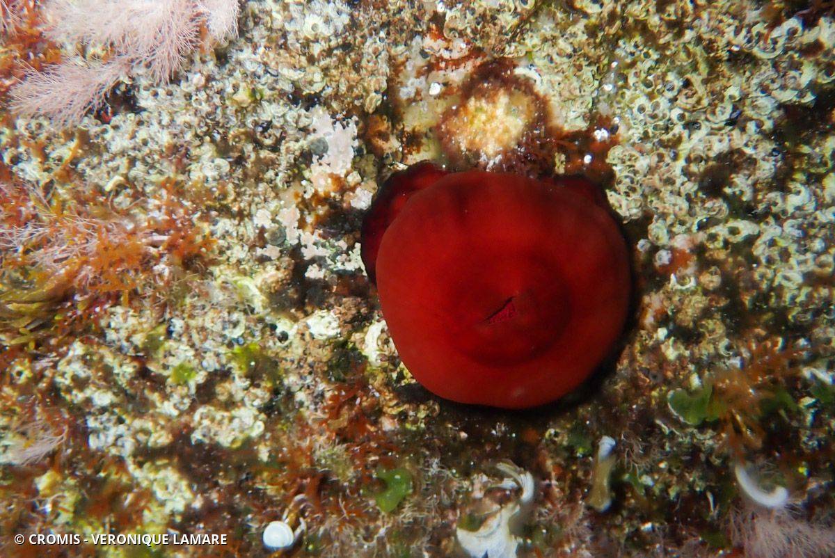Tomate de mer de Méditerranée