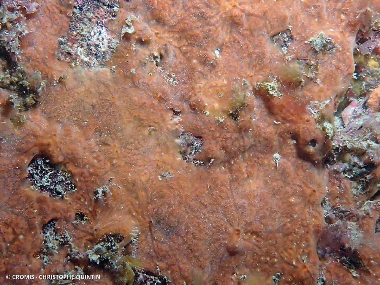 Clathria veinée