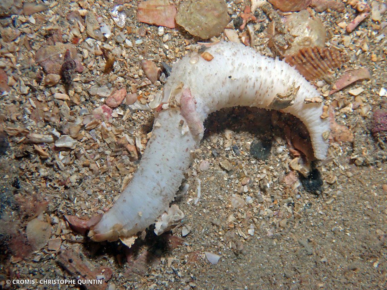 Holothurie de sable