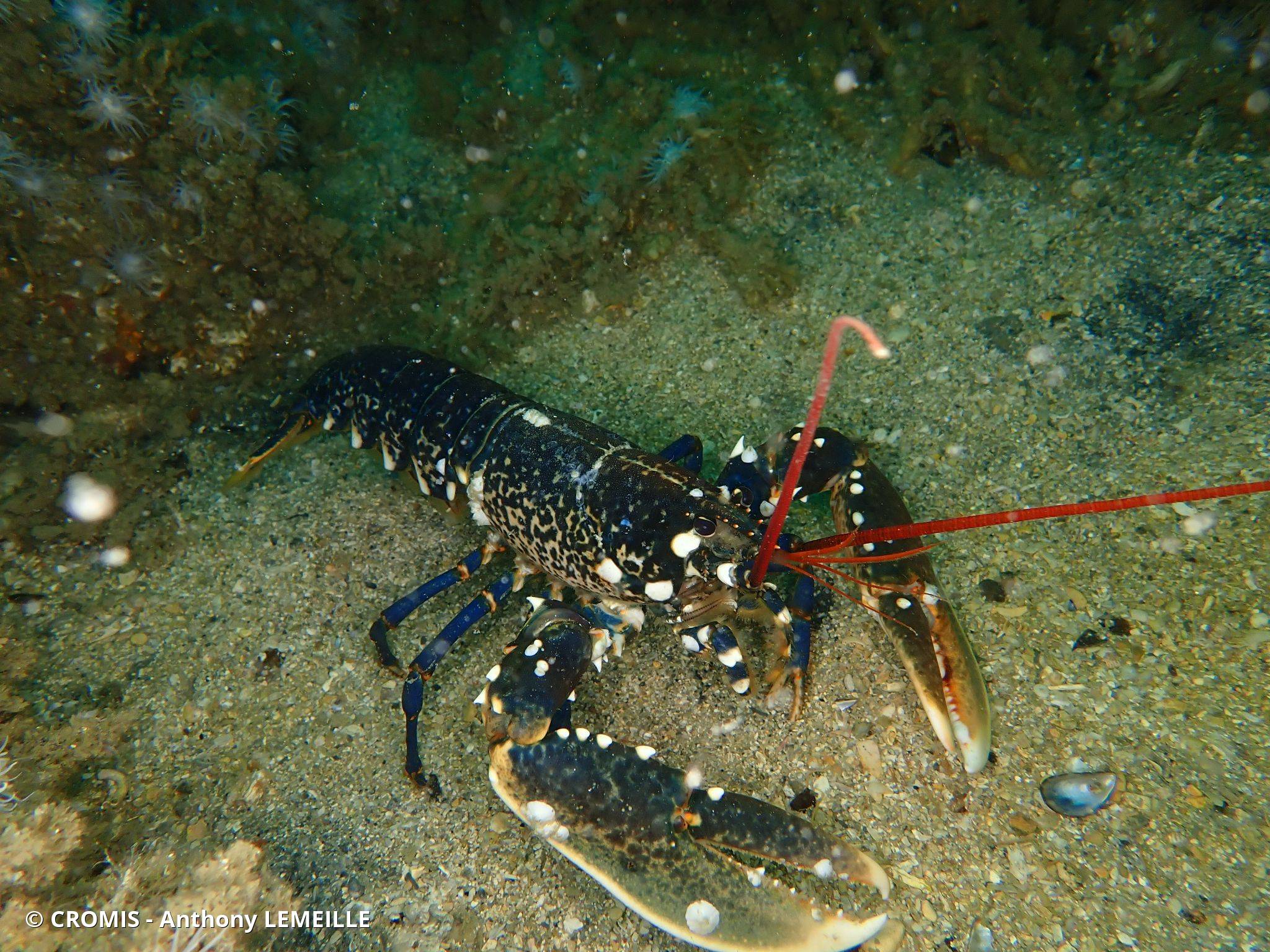 Homard européen