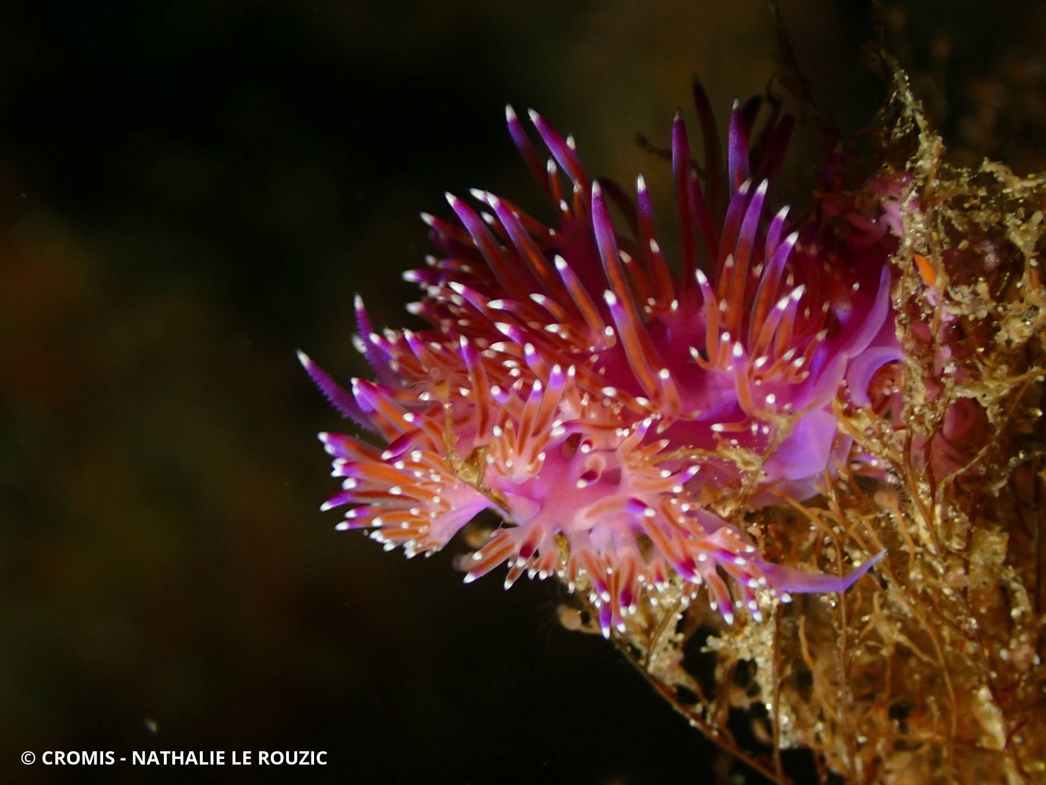 Flabelline mauve