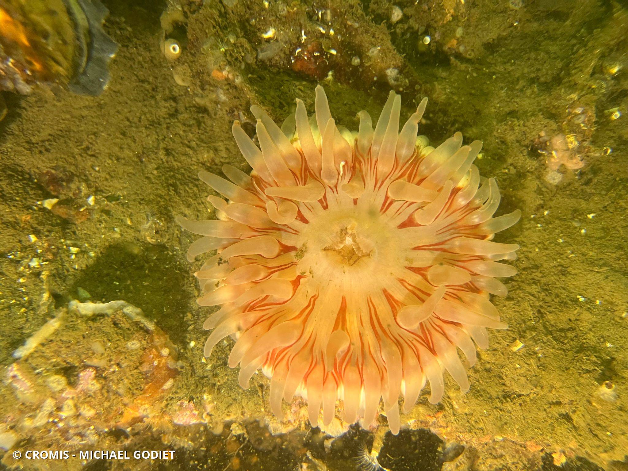 Dahlia de mer