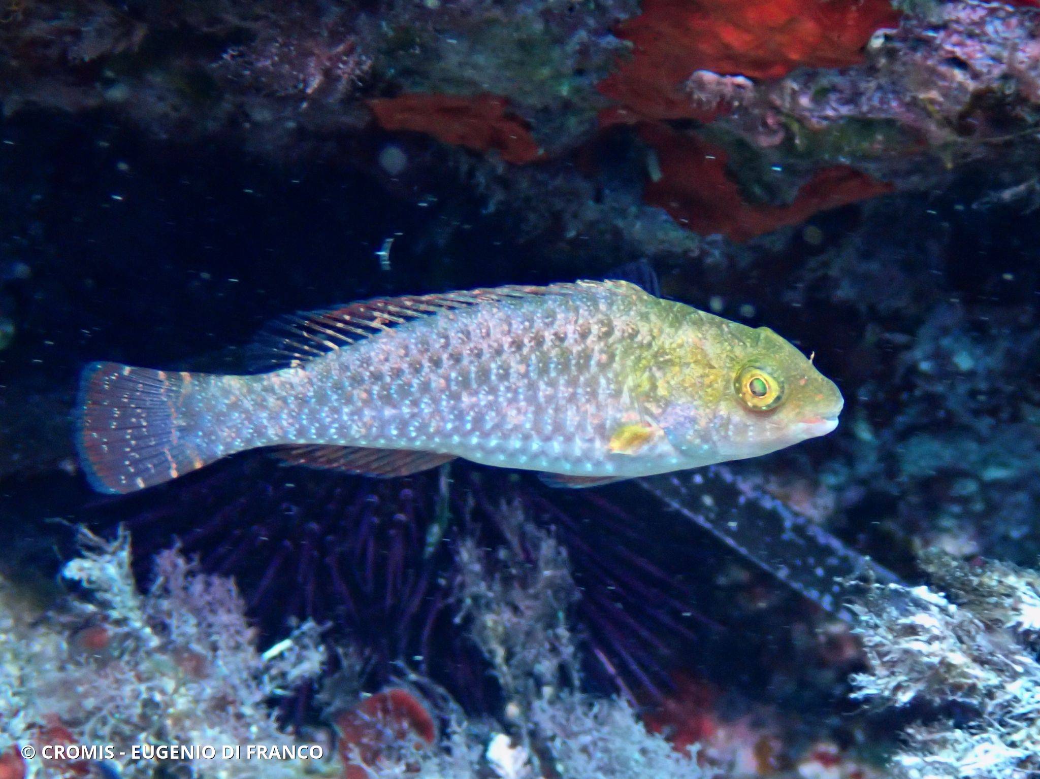 Poisson-perroquet méditerranéen