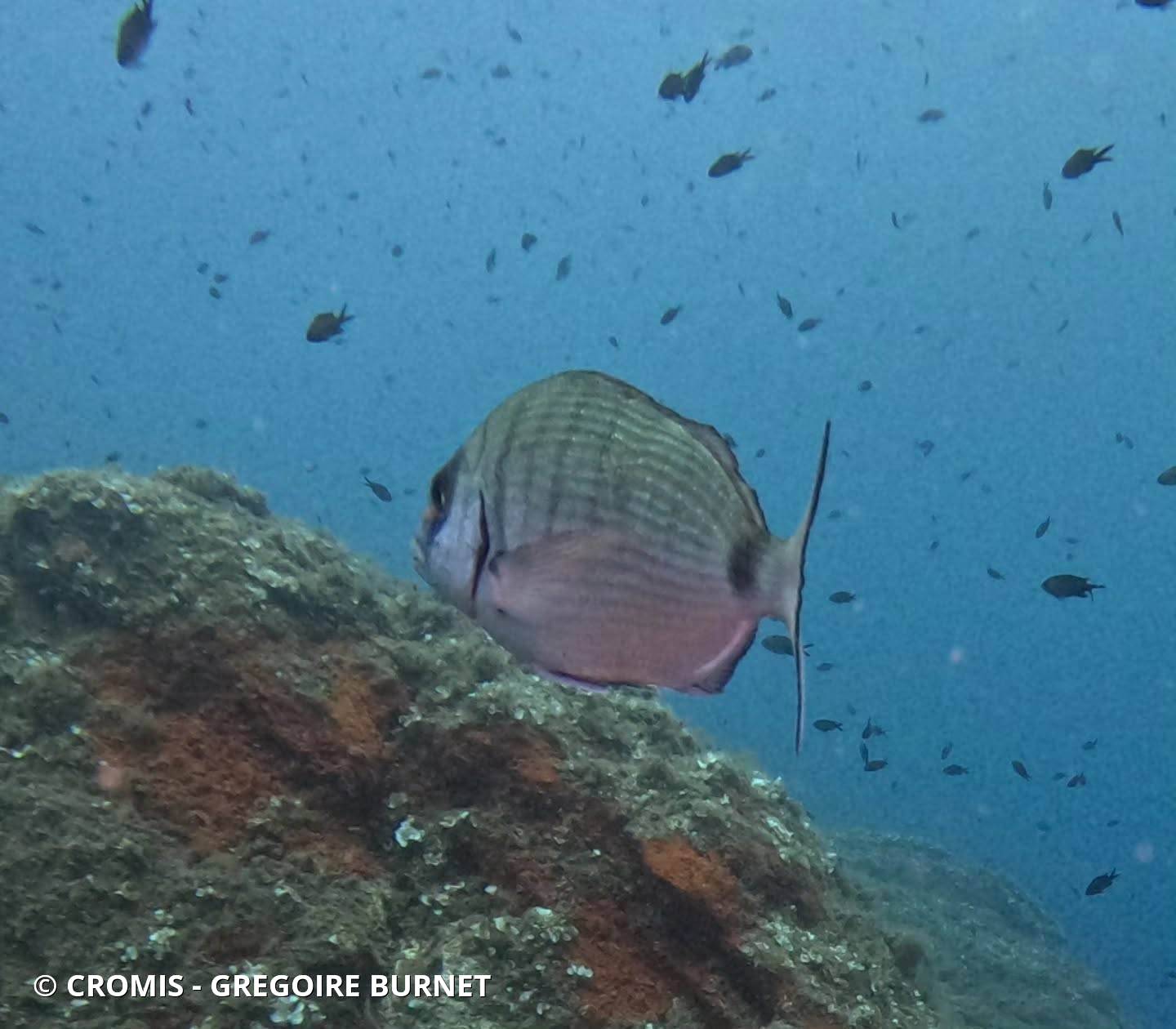 Sar commun de Méditerranée
