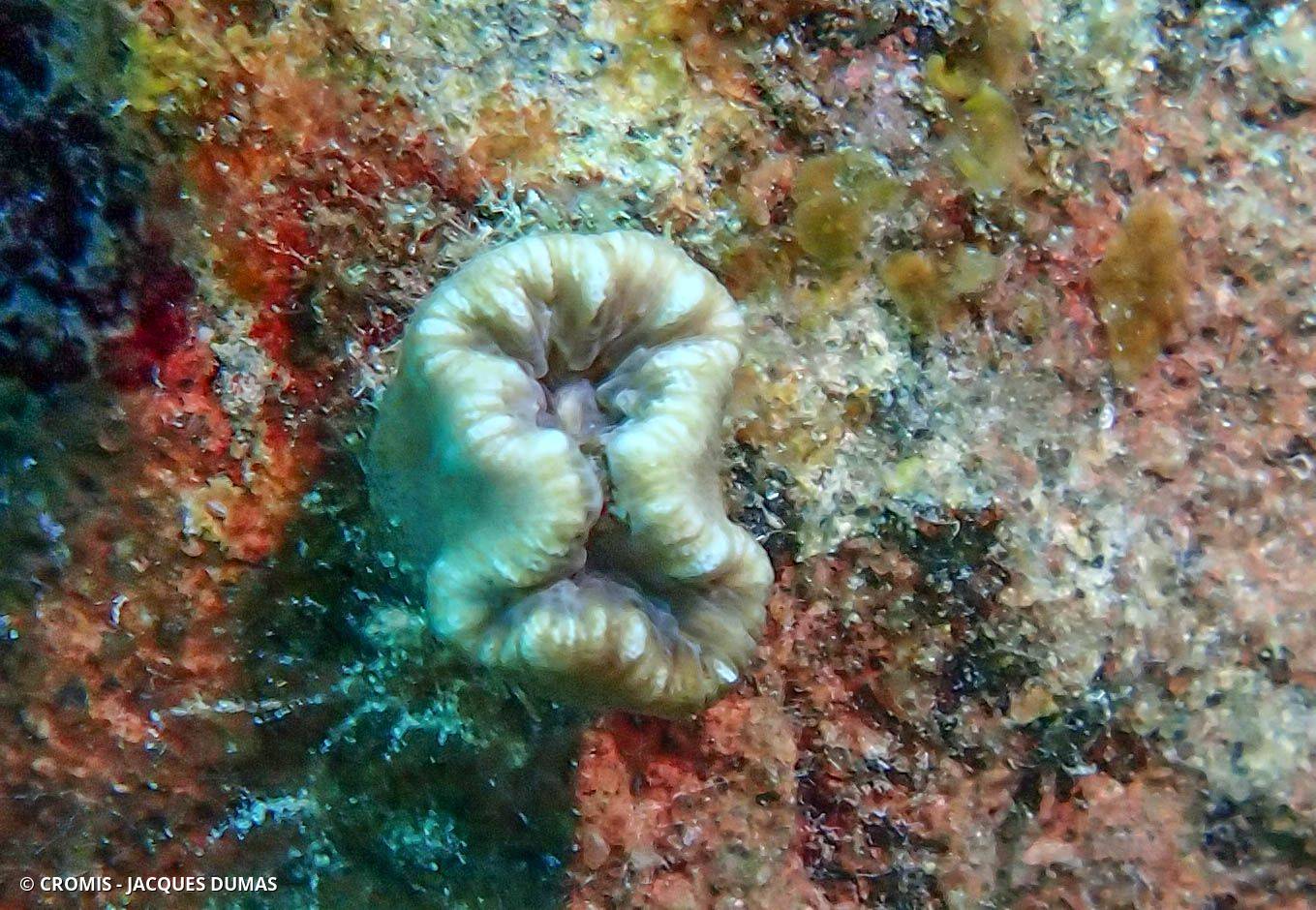 Photo 1 sur 62 : Dent de cochon