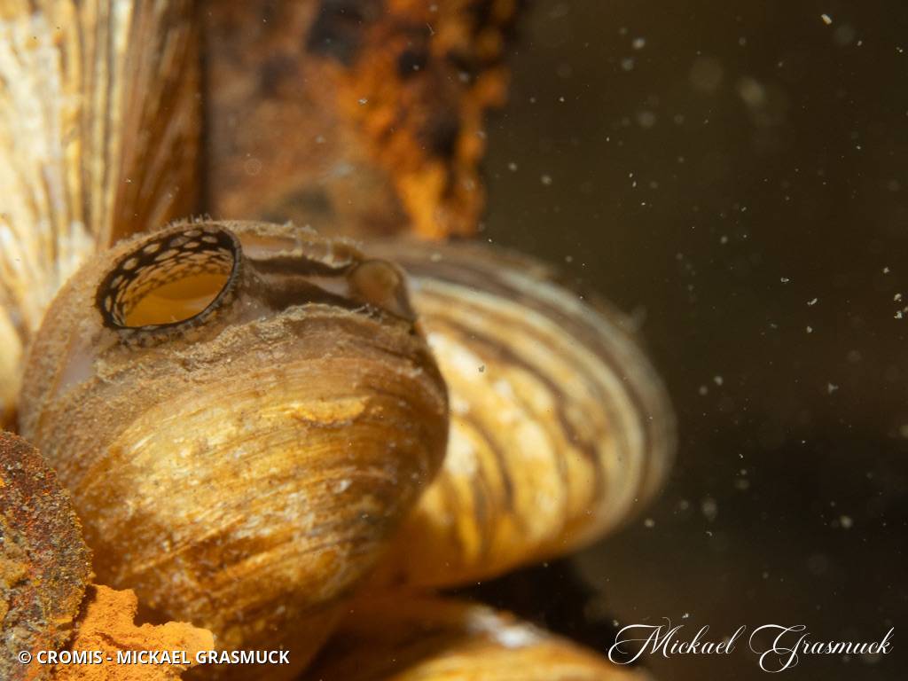 Moule quagga