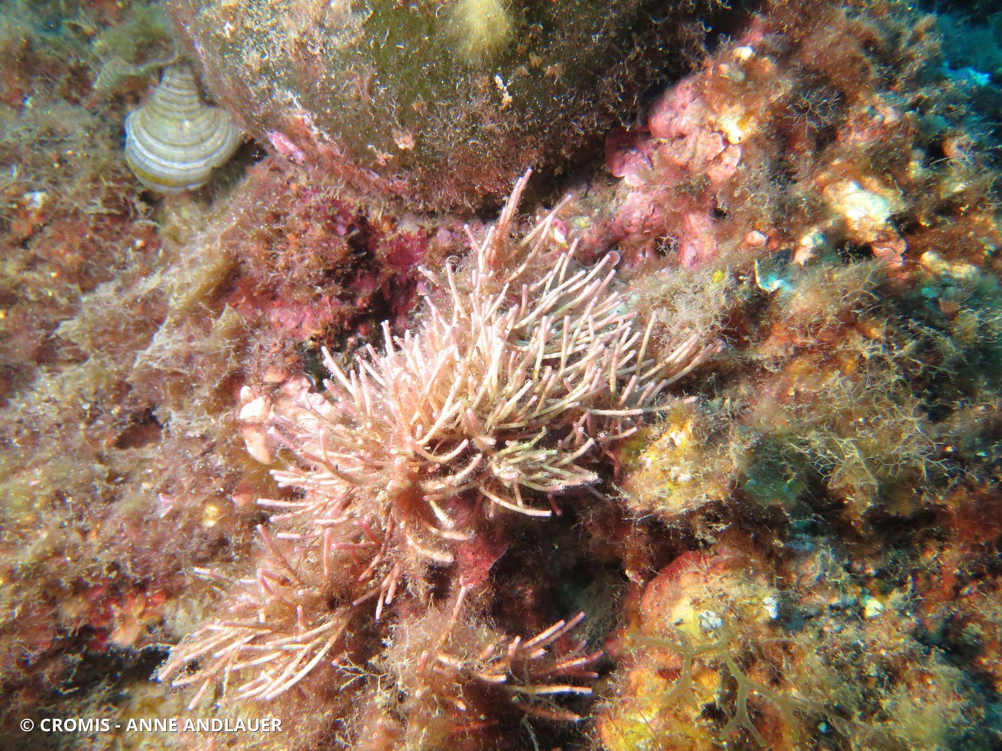 Amphiroa rigide