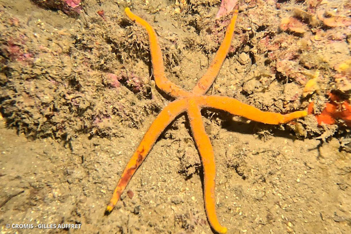 Etoile de mer aux longs bras