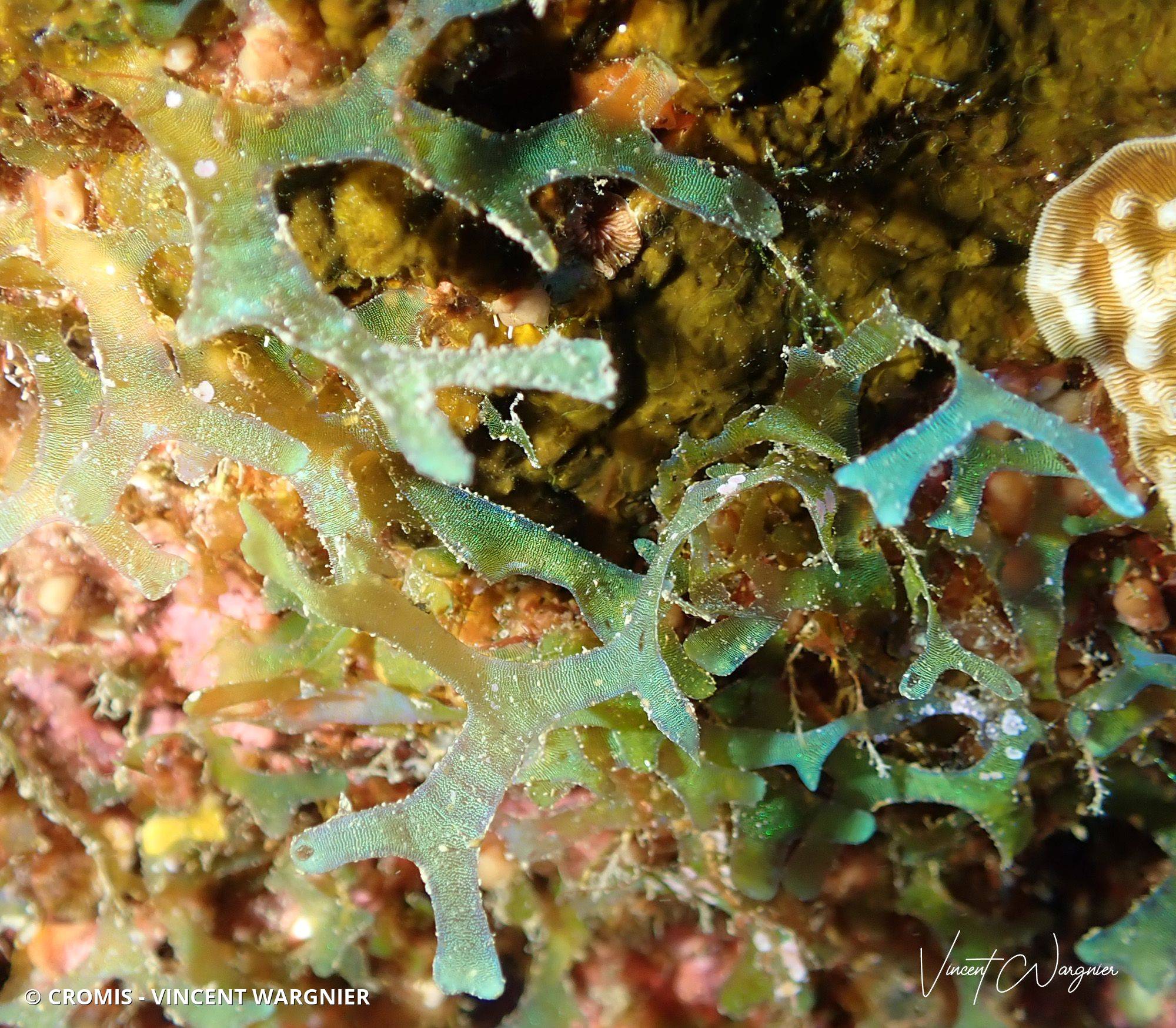 Dictyote friable