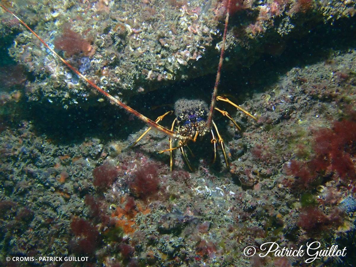 Langouste rouge