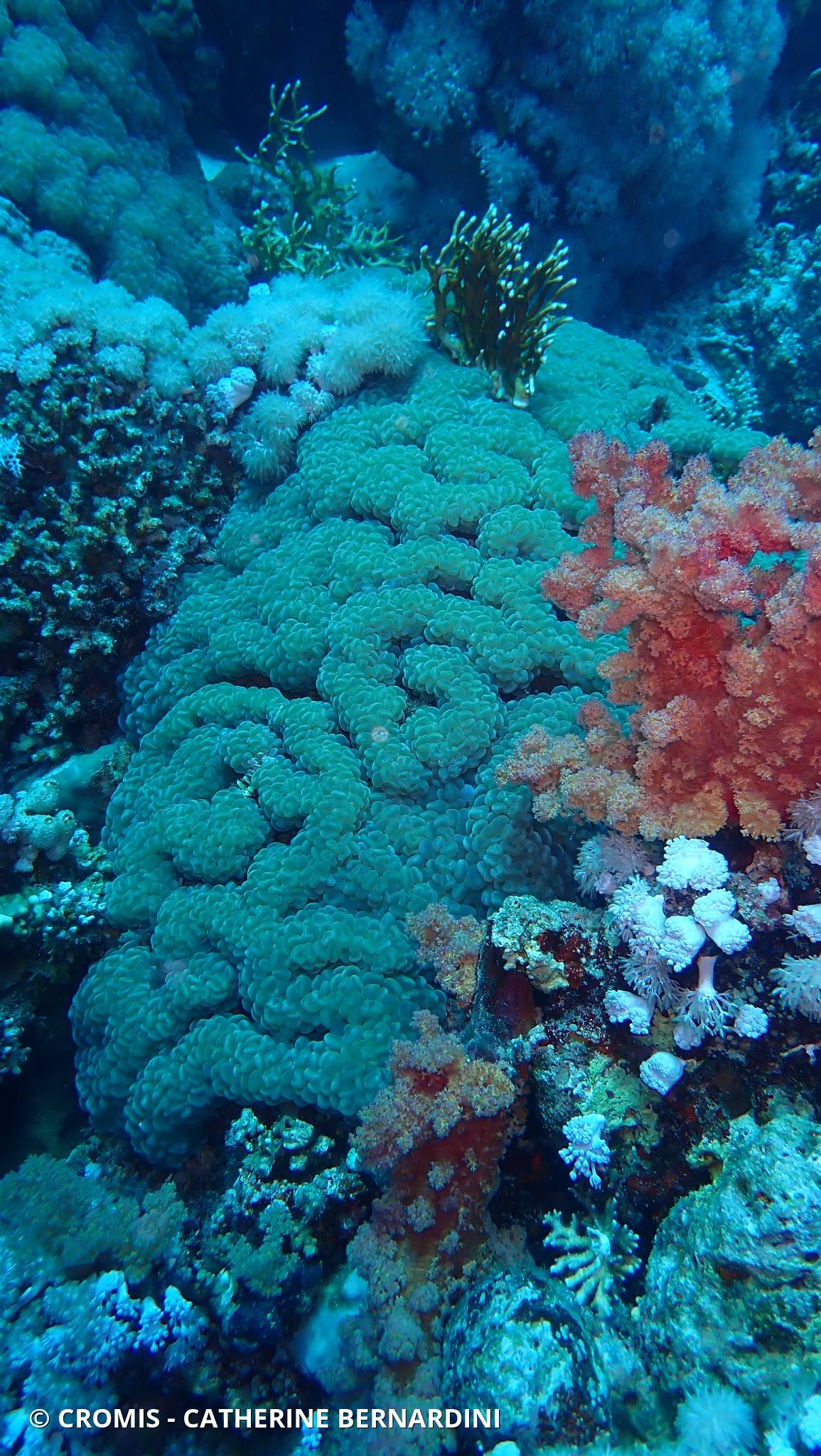Corail à bulles sinueux