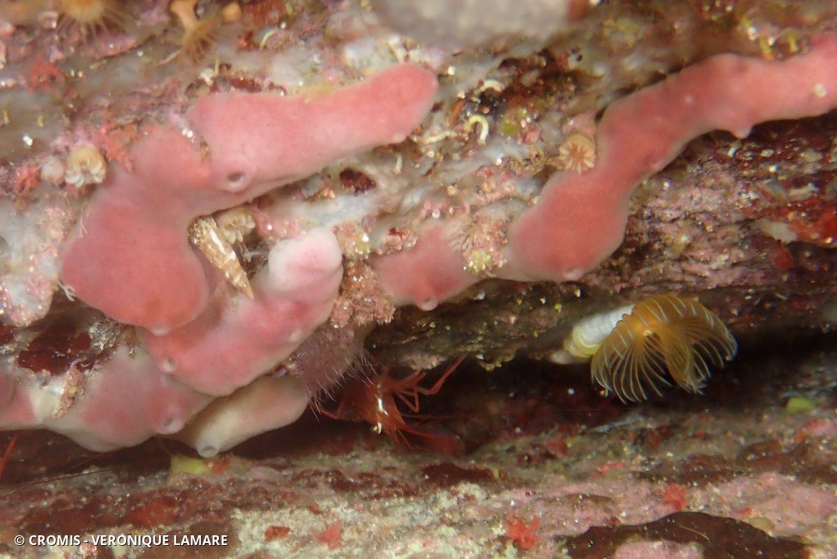 Photo 1 sur 17 : Crevette nettoyeuse rouge