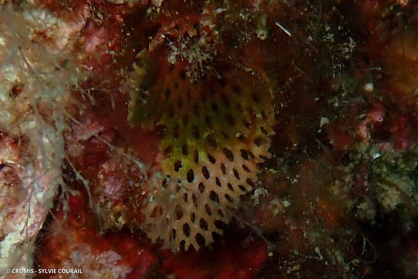 Dentelle des grottes