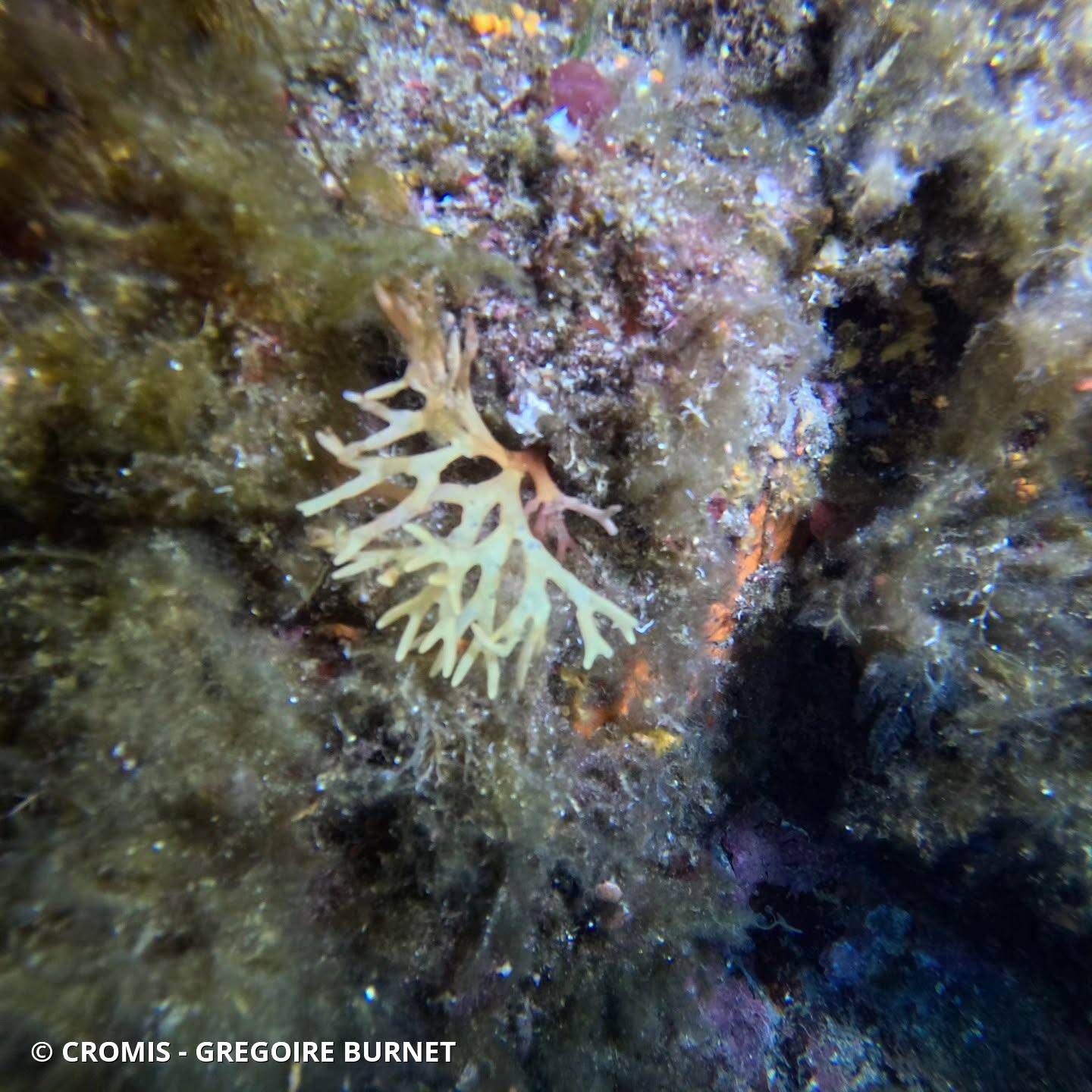 Algue branchue cartilagineuse