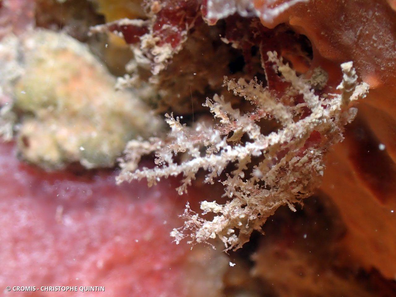 Hydraire sapin