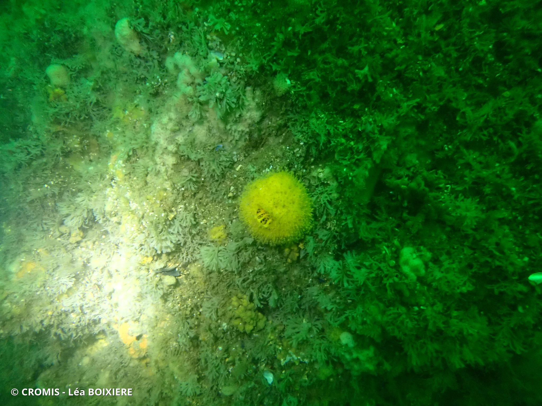 Orange de mer de Manche Atlantique