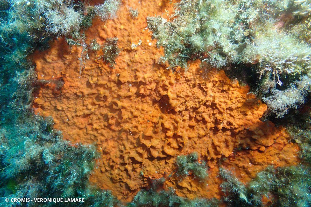 Eponge encroûtante orange-rouge