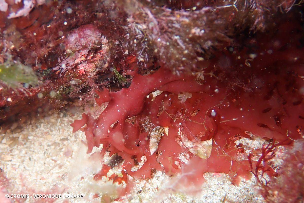 Platoma cyclocolpum