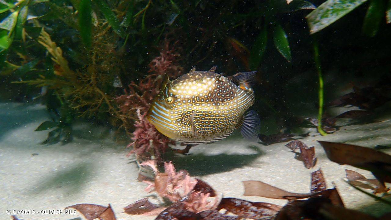 Poisson-coffre orné