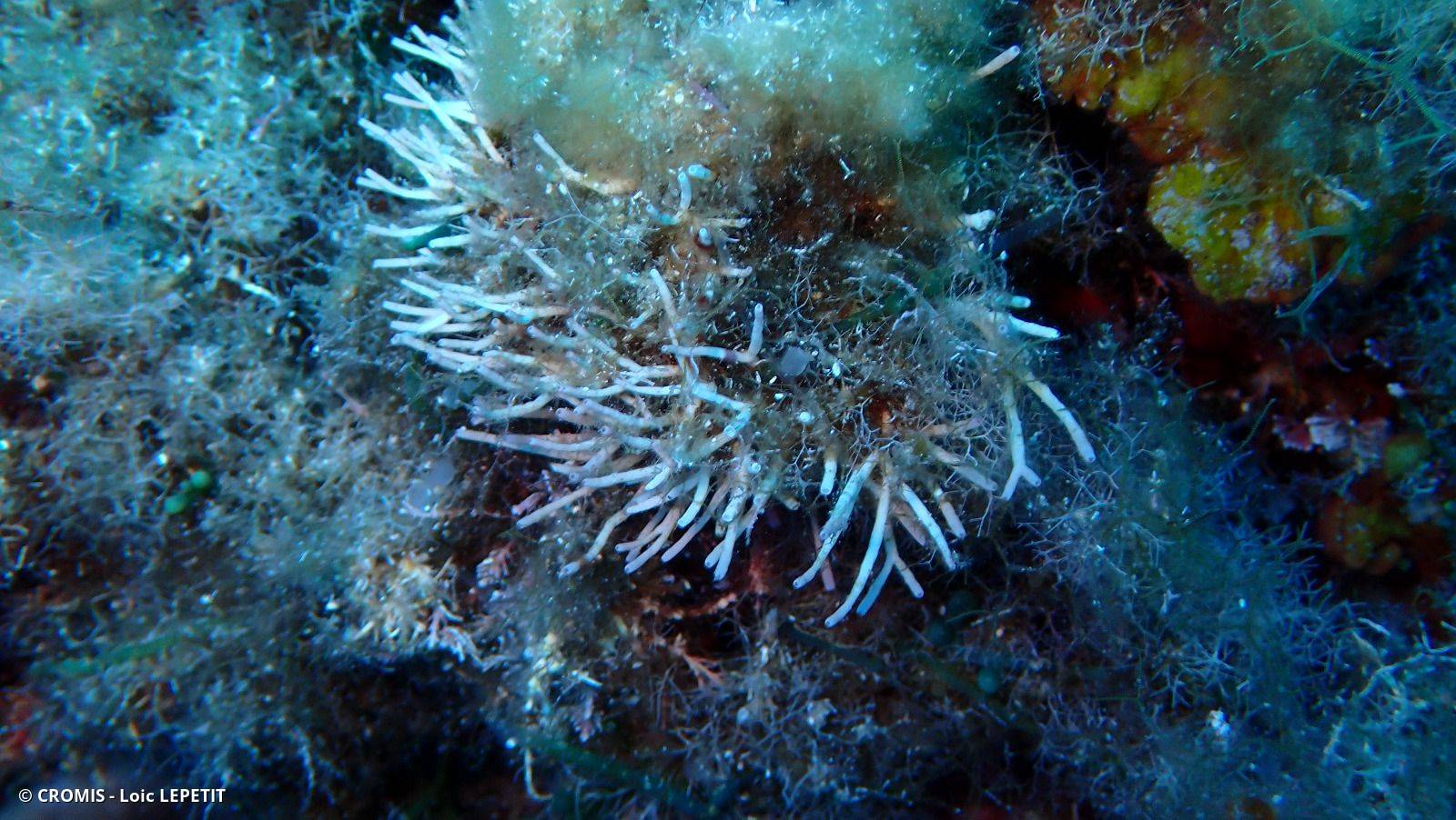 Photo 2 sur 12 : Amphiroa rigide