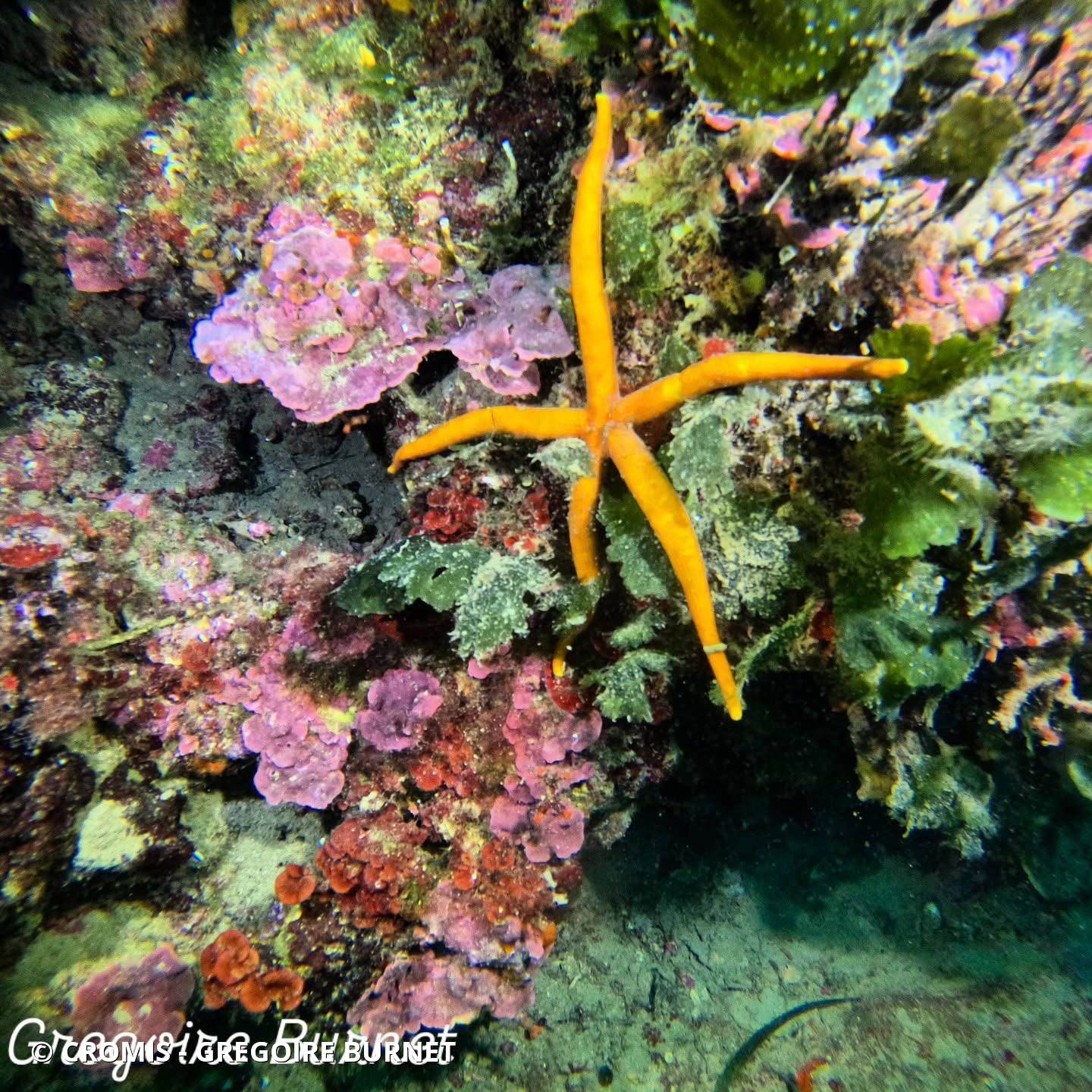 Etoile de mer aux longs bras