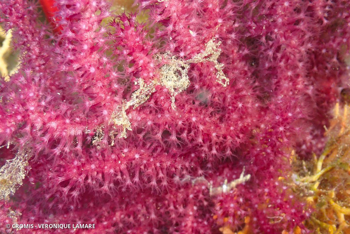 Photo 2 sur 340 : Gorgone pourpre