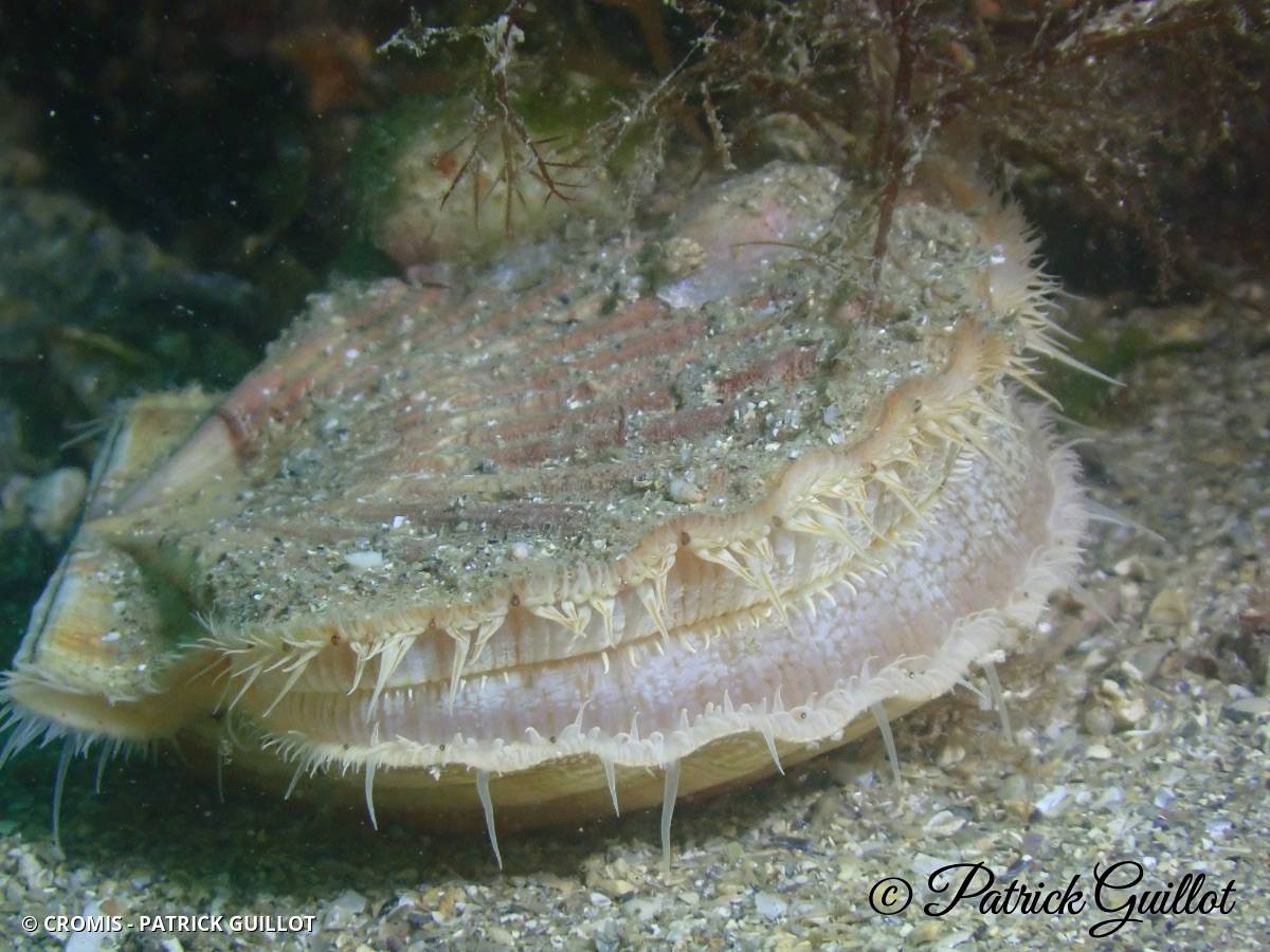 Coquille Saint-Jacques de l'Atlantique