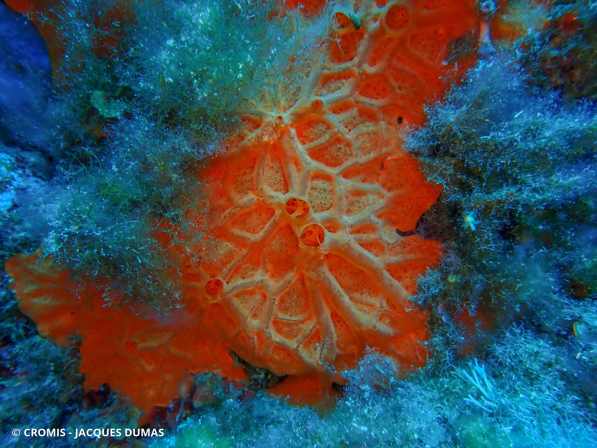 Photo 2 sur 12 : Éponge encroûtante orange