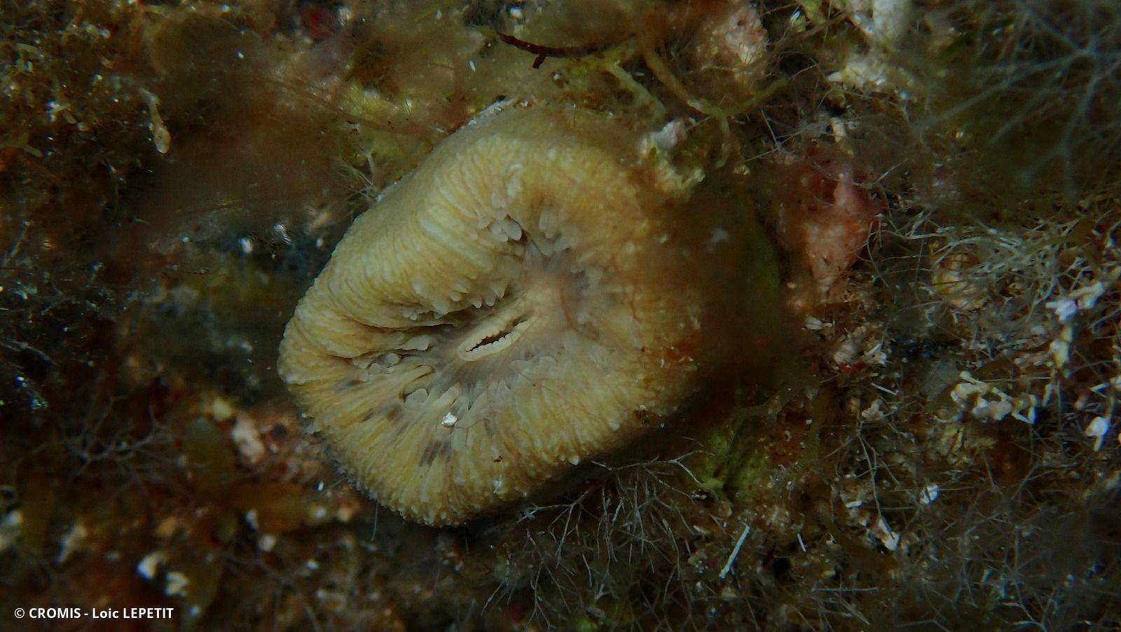 Photo 3 sur 62 : Dent de cochon