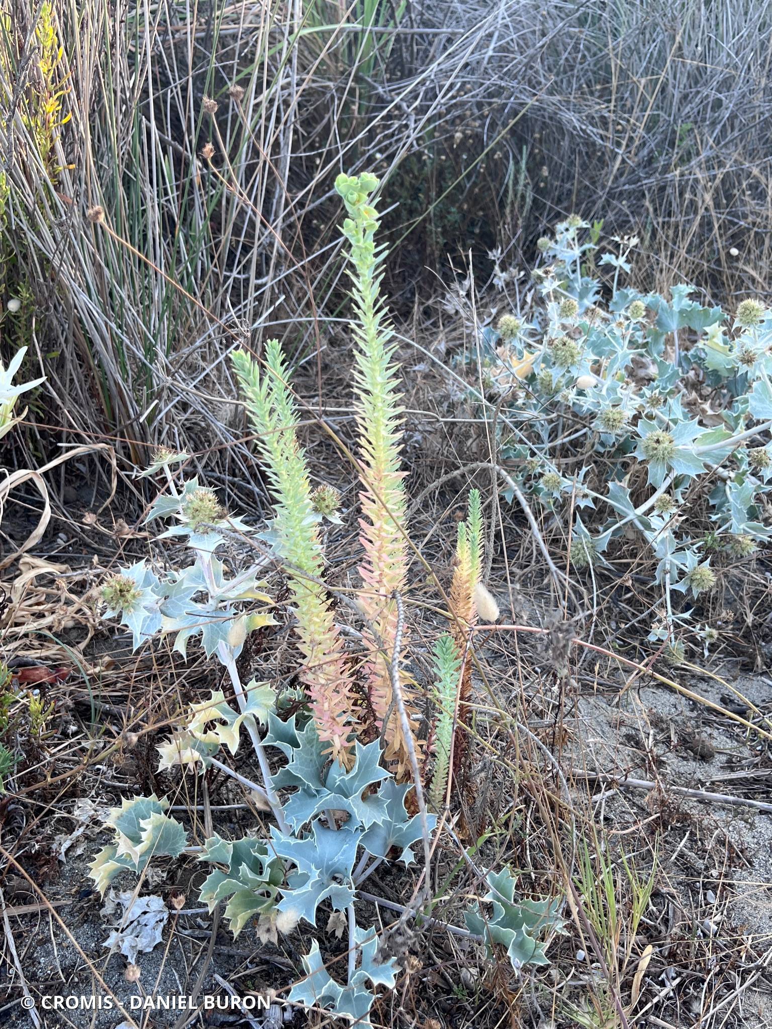Euphorbe des dunes