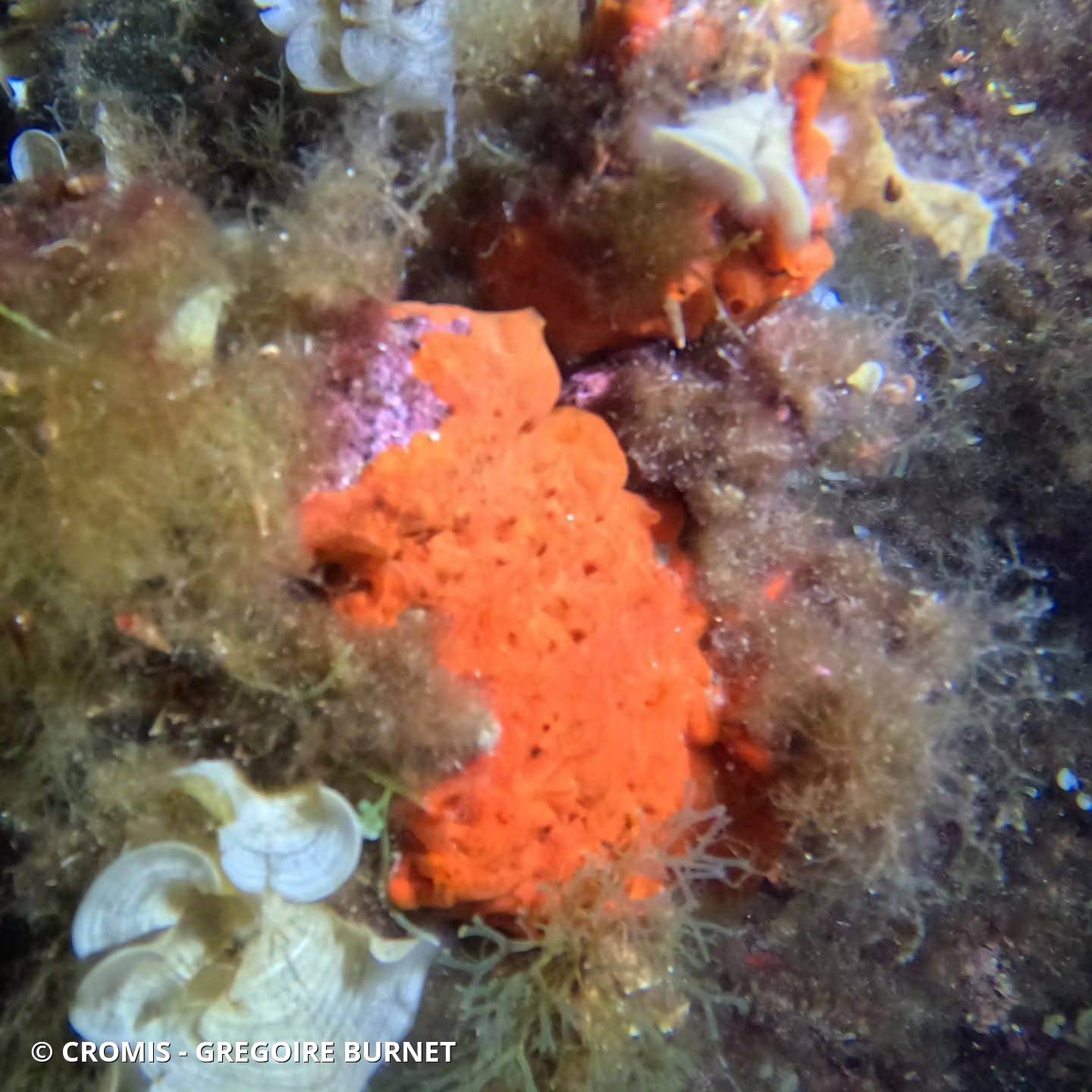Eponge encroûtante orange-rouge