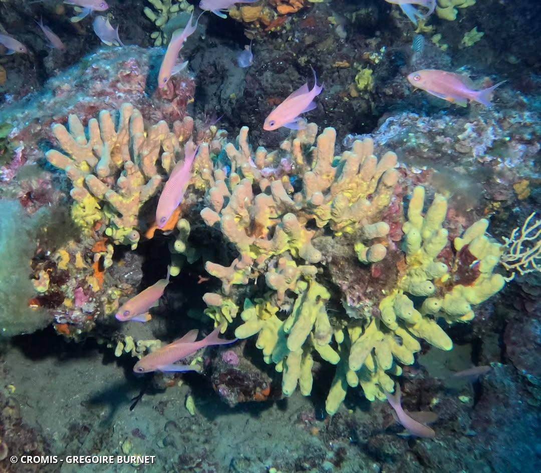 Eponge cavernicole jaune