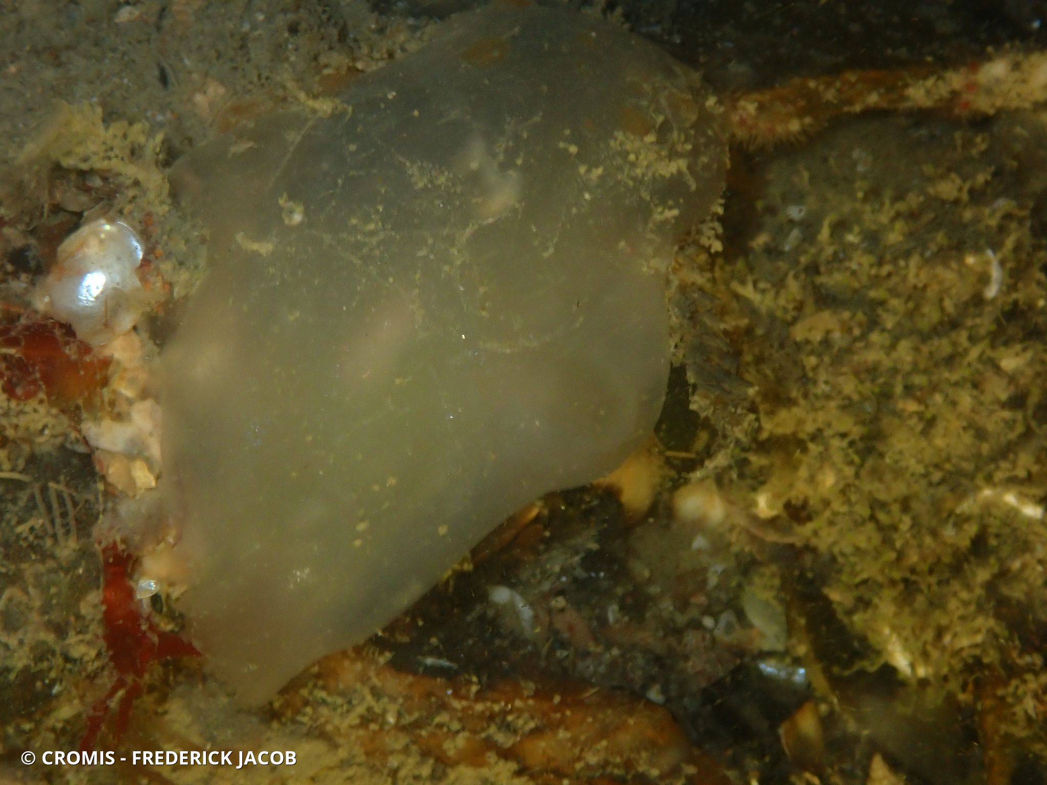 Ascidie coquillière