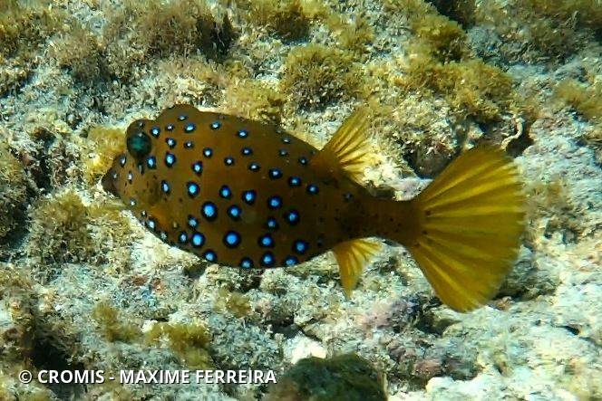 Poisson-coffre jaune