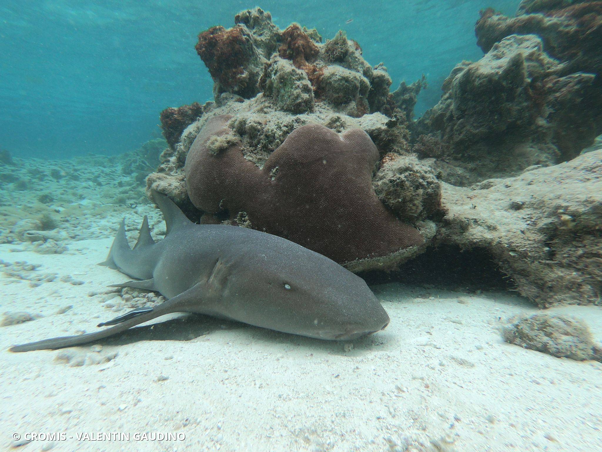 Requin nourrice atlantique