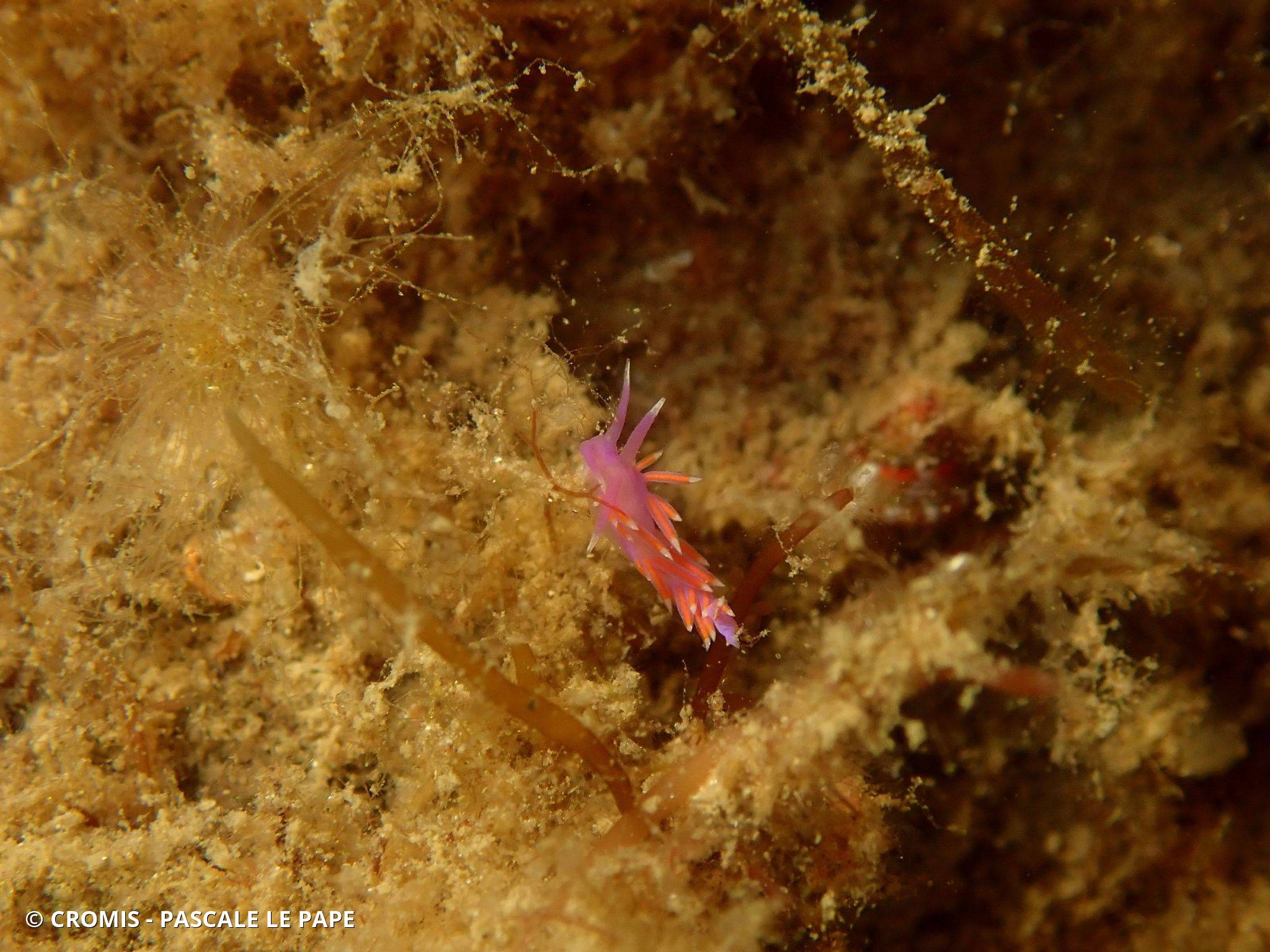 Coryphelle mauve