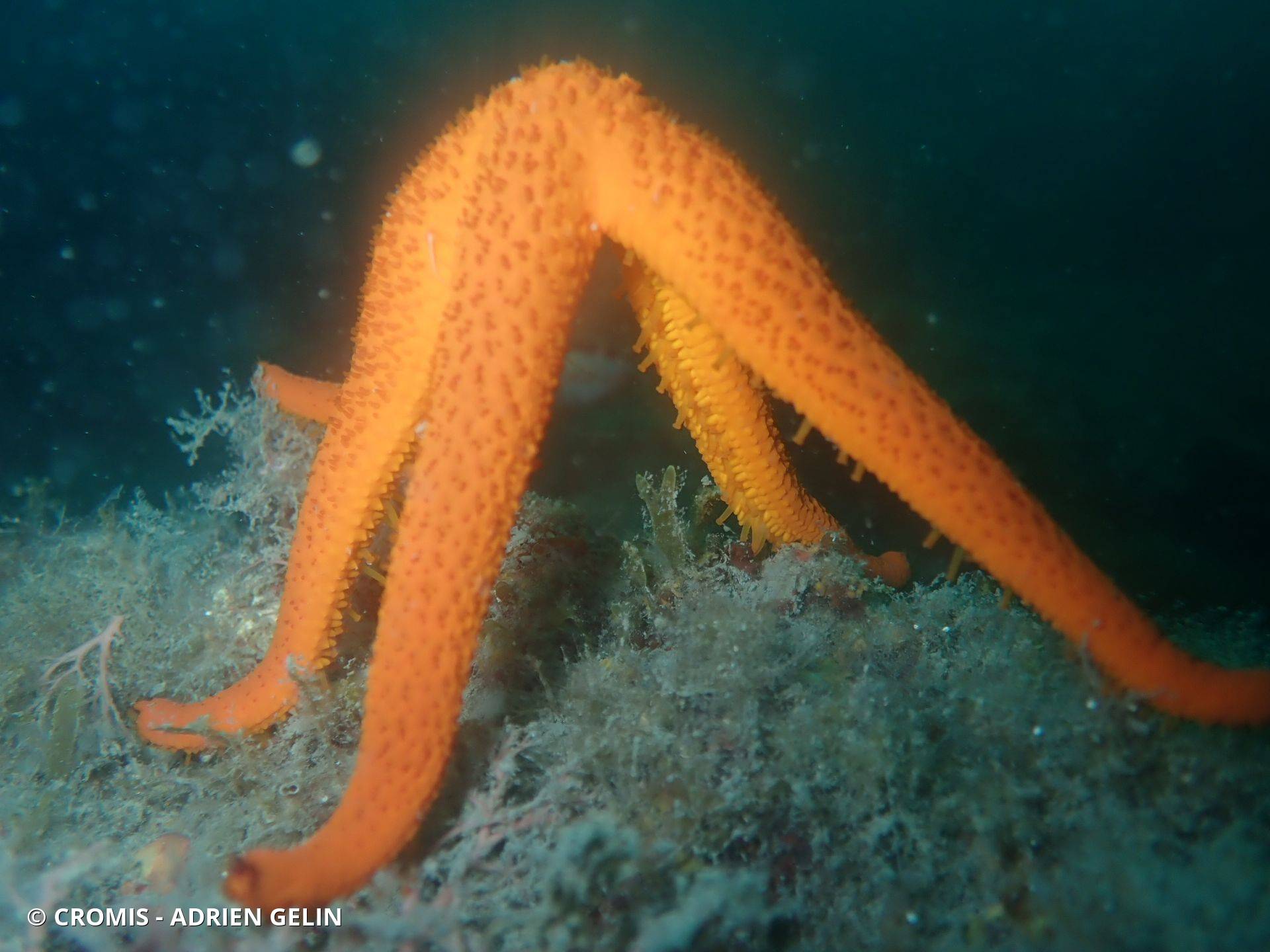Etoile de mer rouge