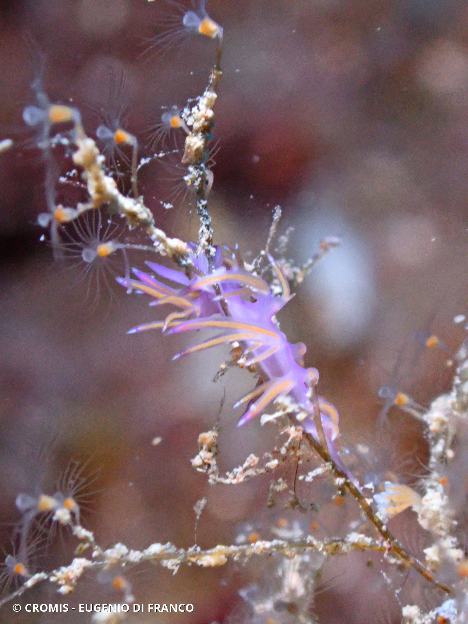 Flabelline mauve