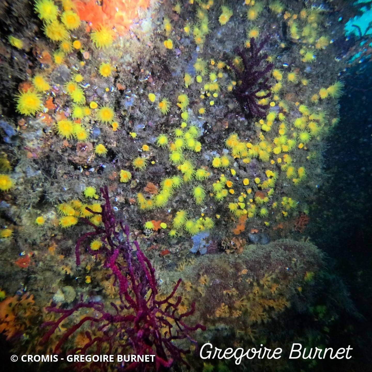 Corail jaune solitaire