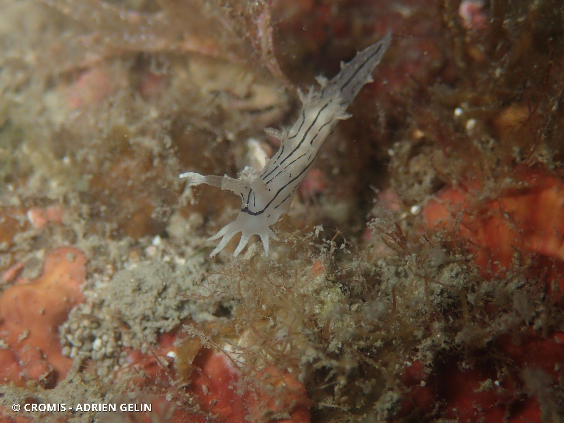 Tritonie striée