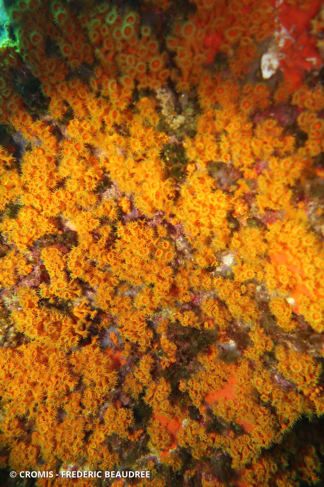 Anémone encroûtante orange