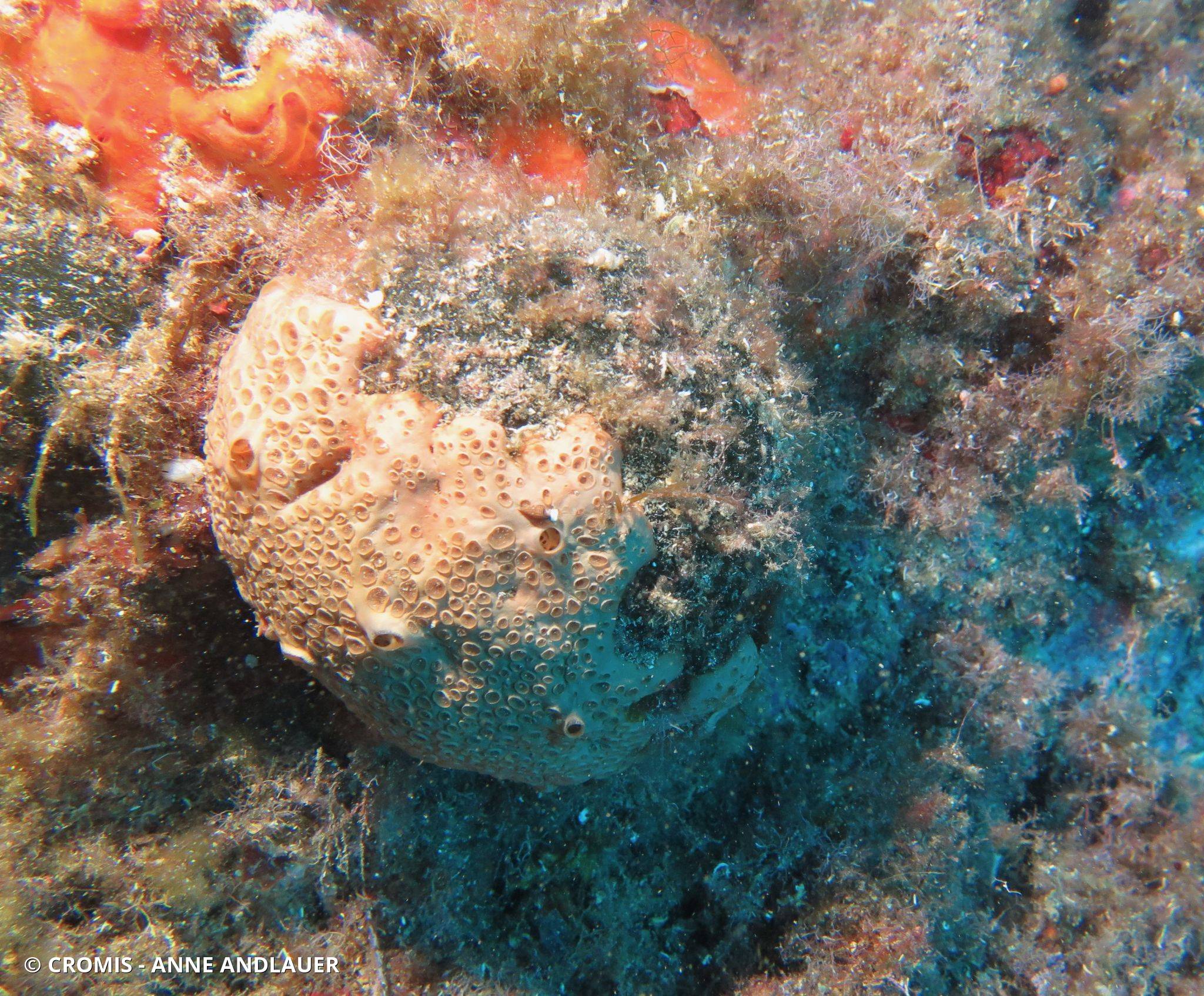 observations.species.photos.viewer.imageAlt