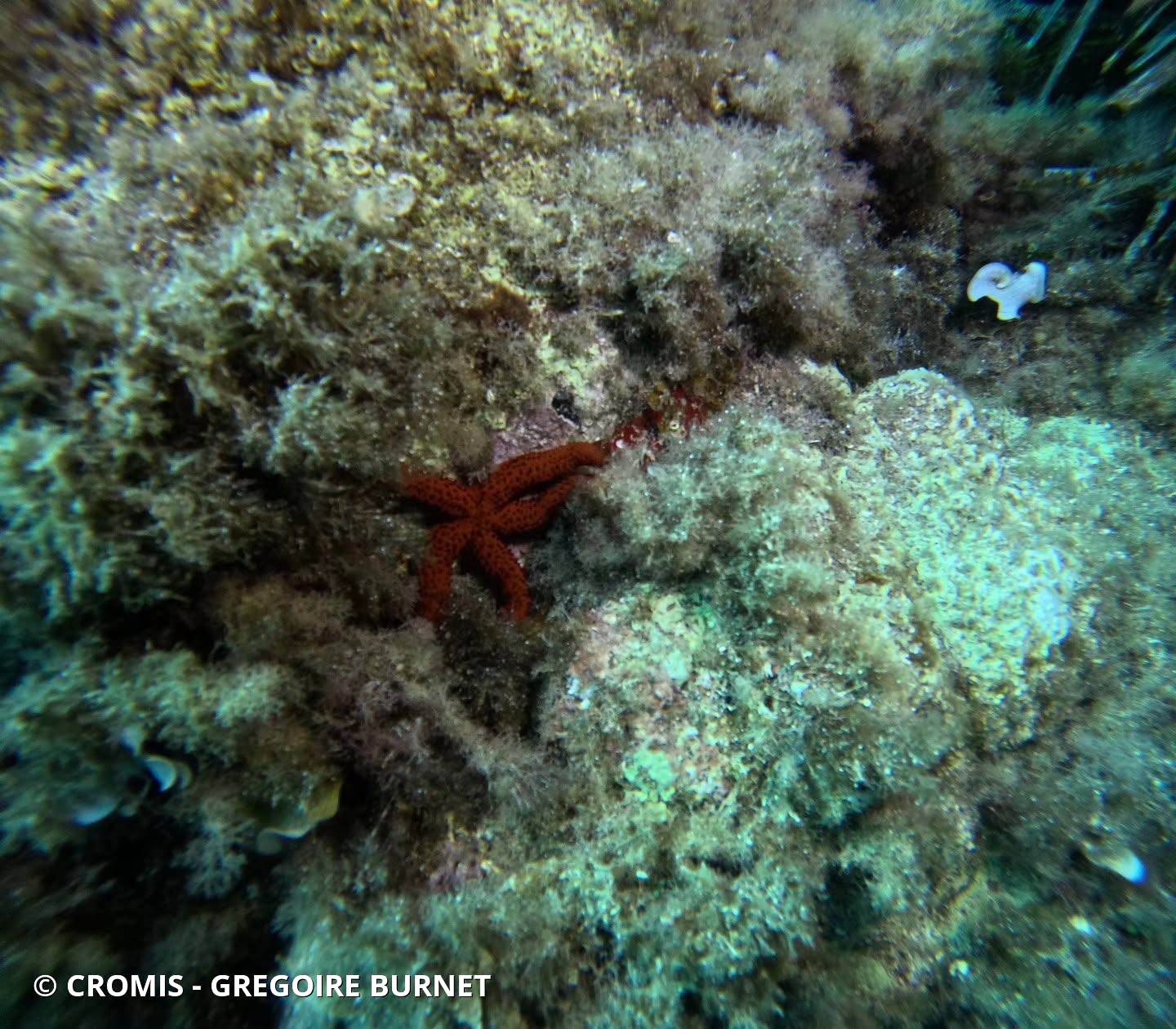 Etoile de mer rouge