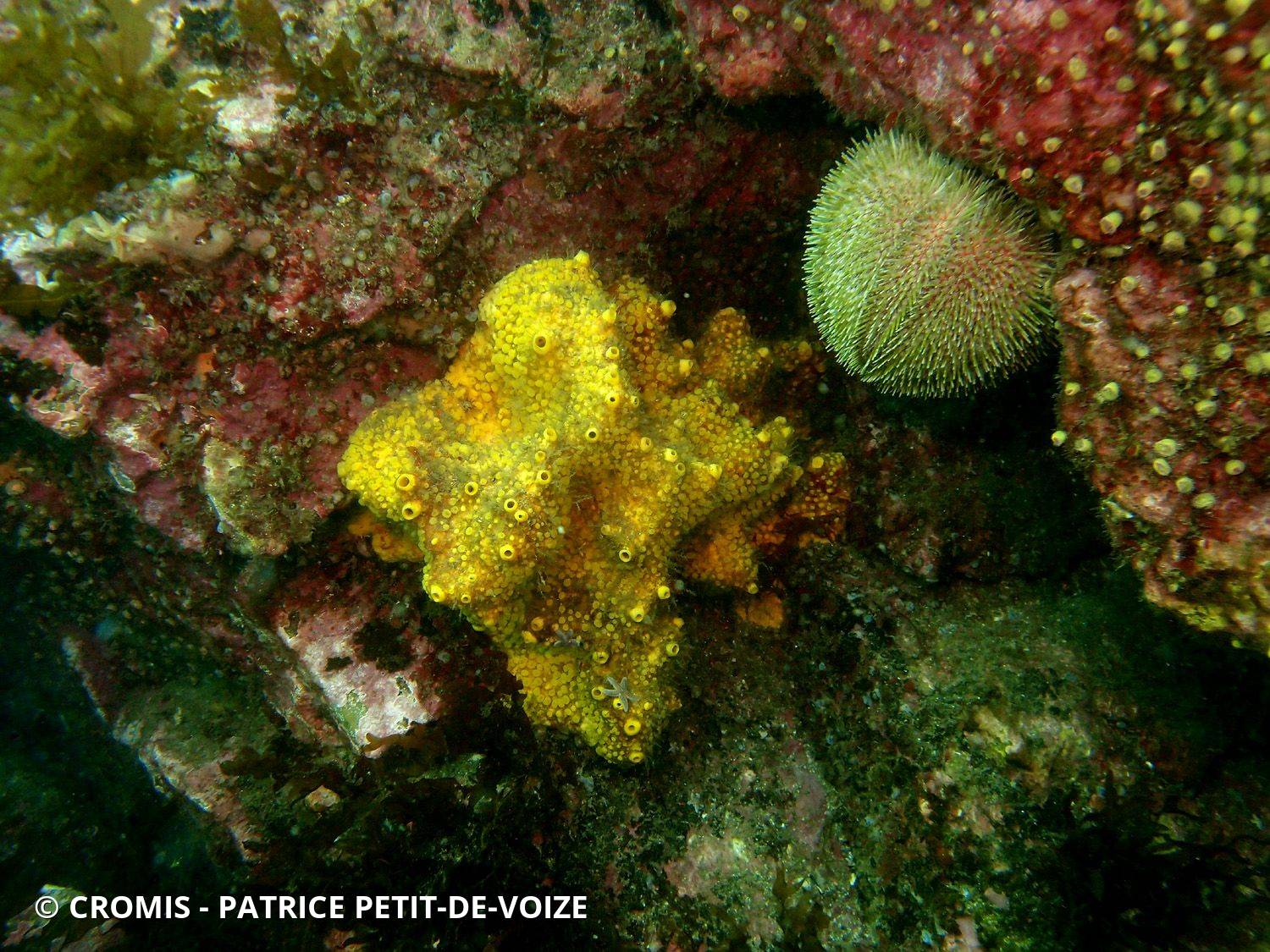 Clione jaune